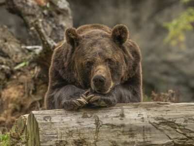 Lettland: Bär beißt Mitarbeiter der lettischen Staatswälder