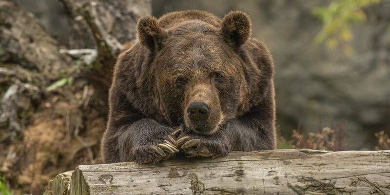 Lettland: Bär beißt Mitarbeiter der lettischen Staatswälder